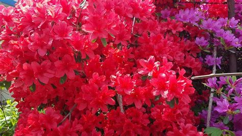 영산홍 꽃말